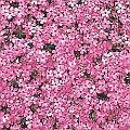 Hummingbird Garden Photo: Moorheim Beauty Carpet Phlox